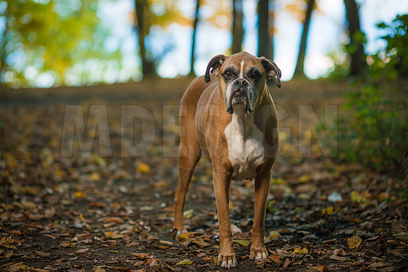 Brown Family Photos 10-23-21-14