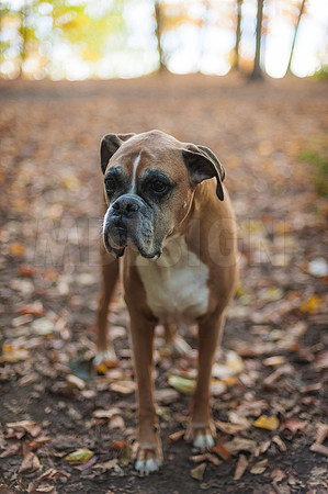 Brown Family Photos 10-23-21-15