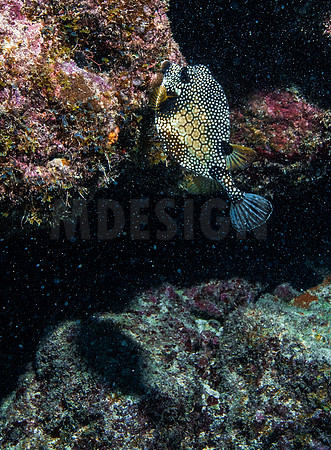 Key Largo Scuba_BEST 2018-7