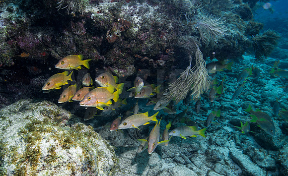 Key Largo Scuba_BEST 2018-10