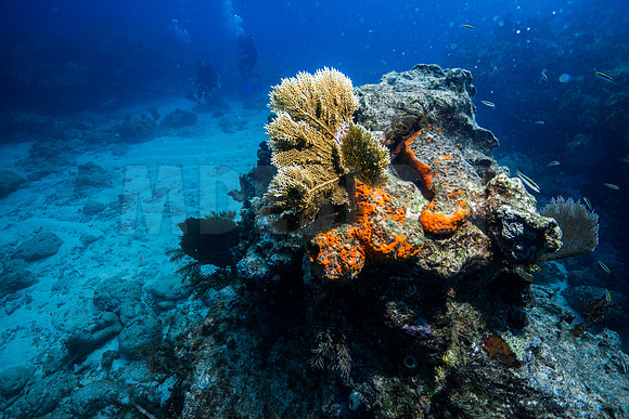 Key Largo Scuba_BEST 2018-11