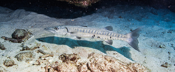Key Largo Scuba_BEST 2018-12