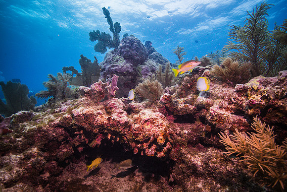 Key Largo Scuba_BEST 2018-13