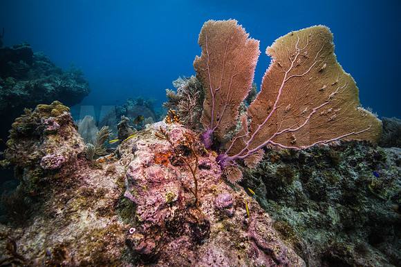 Key Largo Scuba_BEST 2018-15