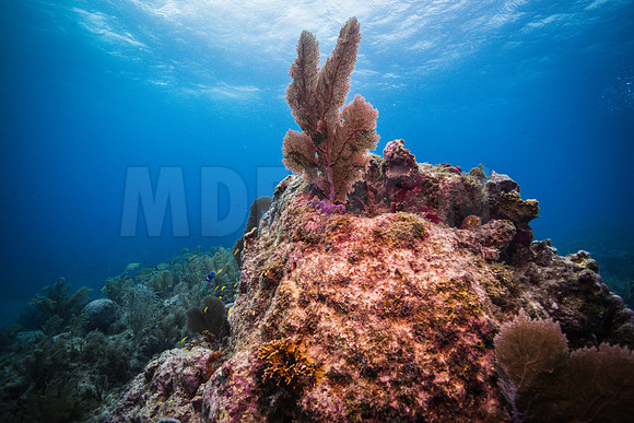 Key Largo Scuba_BEST 2018-16