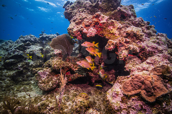 Key Largo Scuba_BEST 2018-17