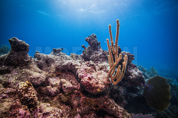 Key Largo Scuba_BEST 2018-18