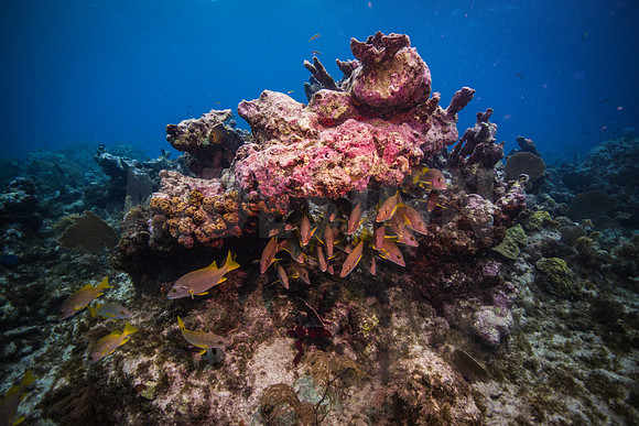Key Largo Scuba_BEST 2018-20